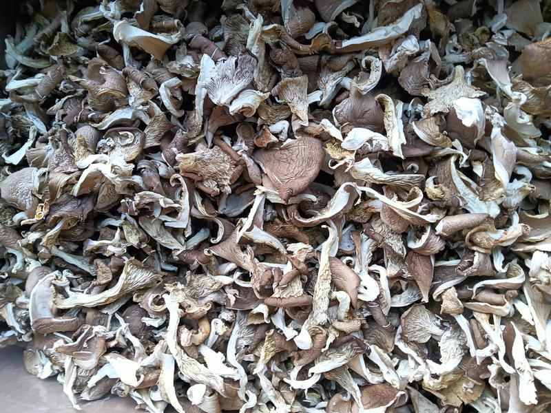 干平菇干蘑菇平菇条2023新货9斤晒1斤各种规格产地直供