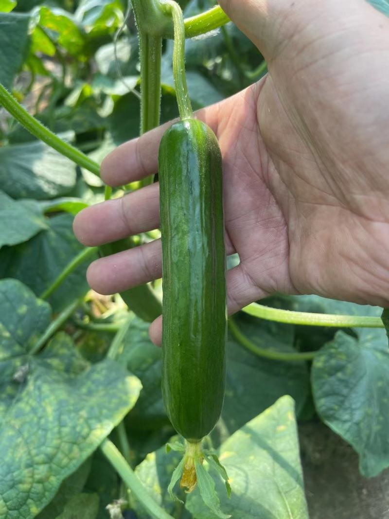 嫁接水果黄瓜苗荷兰无刺水果小黄瓜苗乳瓜苗抗病毒