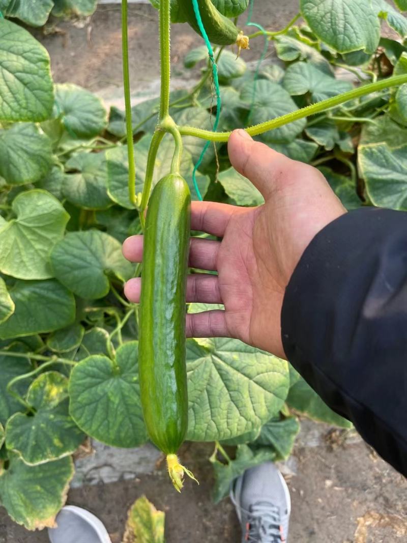 嫁接水果黄瓜苗荷兰无刺水果小黄瓜苗乳瓜苗抗病毒