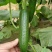 嫁接水果黄瓜苗荷兰无刺水果小黄瓜苗乳瓜苗抗病毒