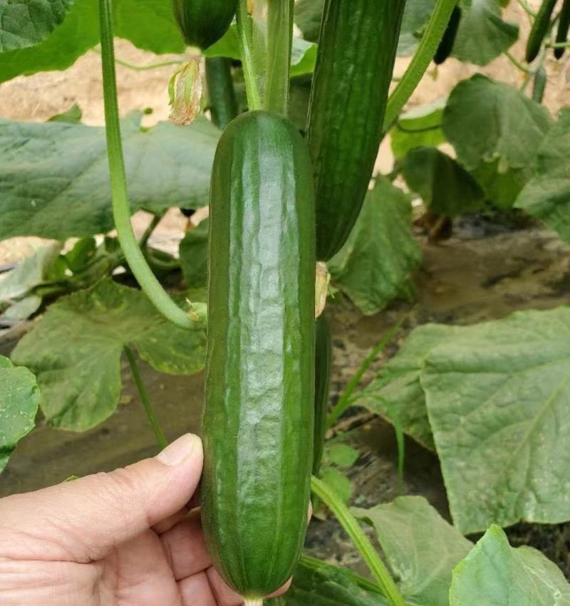 嫁接水果黄瓜苗荷兰无刺水果小黄瓜苗乳瓜苗抗病毒