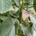 嫁接水果黄瓜苗荷兰无刺水果小黄瓜苗乳瓜苗抗病毒