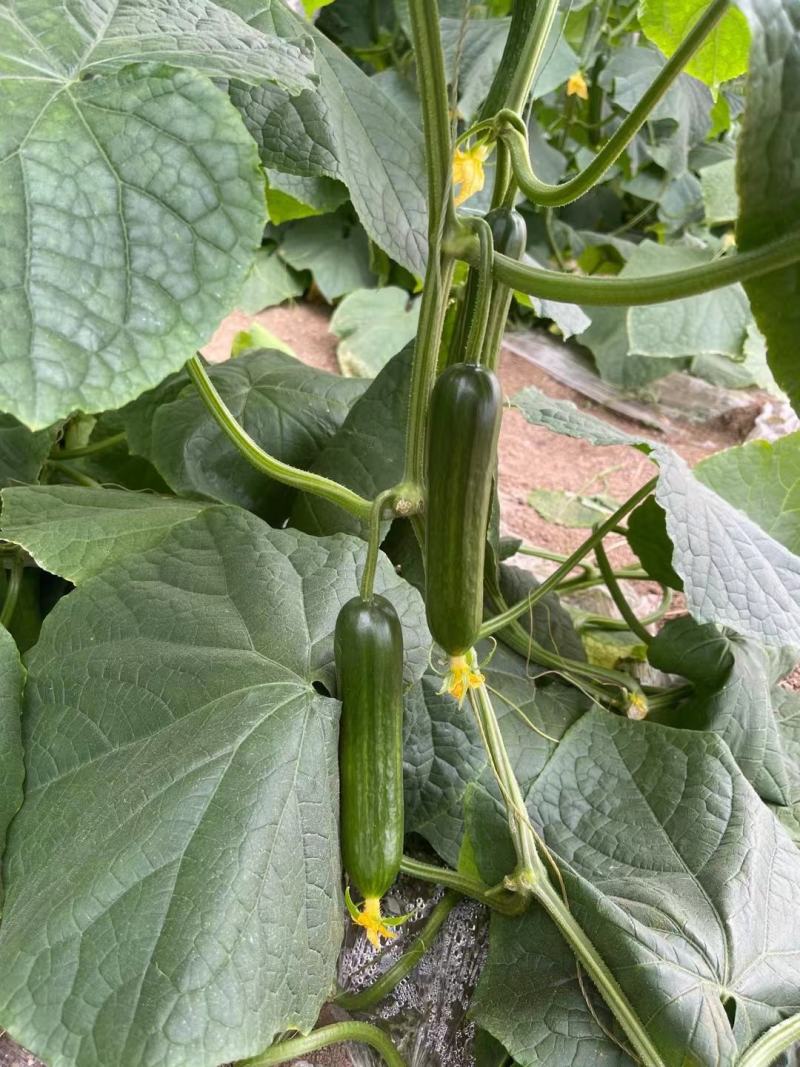 嫁接水果黄瓜苗荷兰无刺水果小黄瓜苗乳瓜苗抗病毒