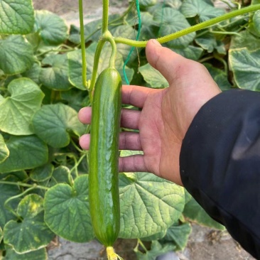嫁接水果黄瓜苗荷兰无刺水果小黄瓜苗乳瓜苗抗病毒