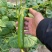 嫁接水果黄瓜苗荷兰无刺水果小黄瓜苗乳瓜苗抗病毒