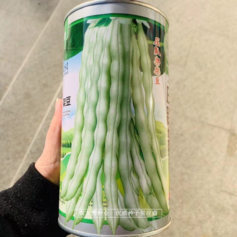早熟高产压趴架架豆种子菜豆角种子春秋露地品种白架豆种子
