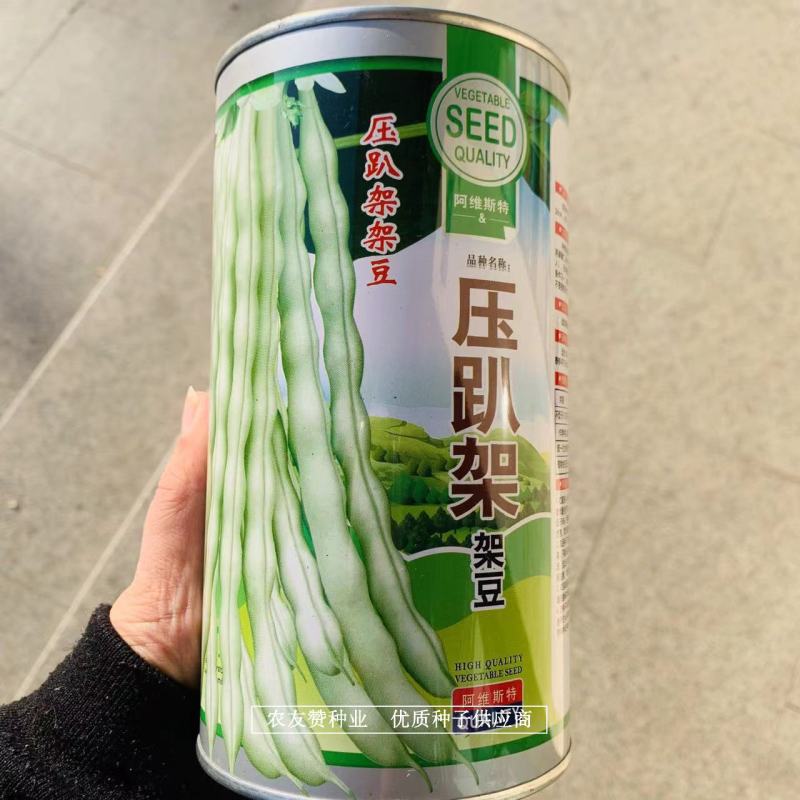 早熟高产压趴架架豆种子菜豆角种子春秋露地品种白架豆种子