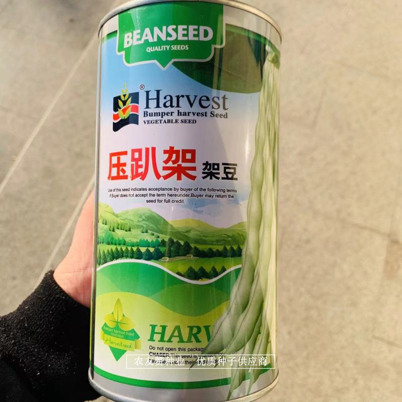 早熟高产压趴架架豆种子菜豆角种子春秋露地品种白架豆种子