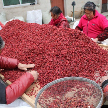 山茱萸肉正品新货精选山茱萸干大量供货