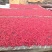 山茱萸肉正品新货精选山茱萸干大量供货
