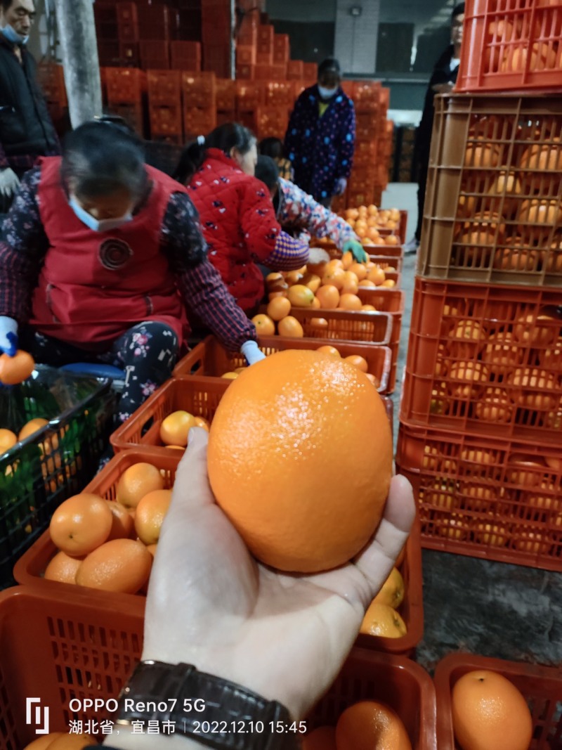 【实力推荐橙子】长红圆红脐橙湖北产地直发规格齐全，实地考