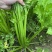 河南鹿邑精品西芹