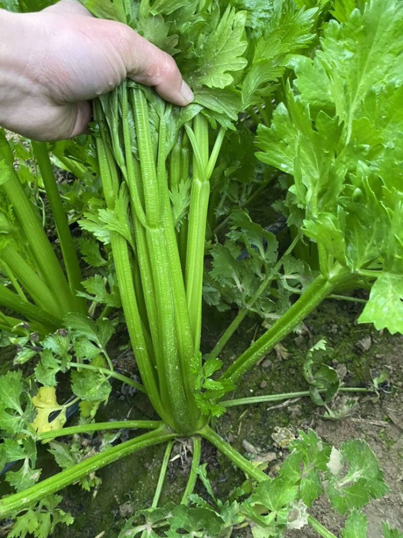 河南鹿邑精品西芹