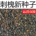 刺槐种子速生洋槐树种籽园林绿化行道树苗木灌木林木乔木蜜源