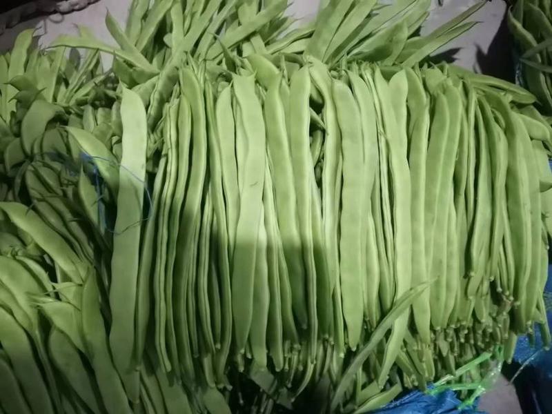 扁青芸豆，长期大量供应批发走市场品质保证价格优惠