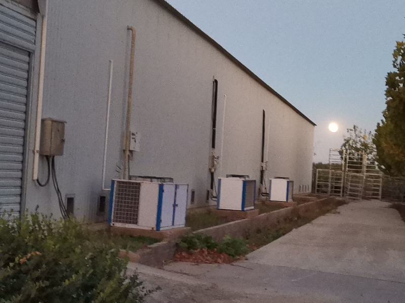 桑黄菌棒加工定制，根据客户需求配料，视频看货