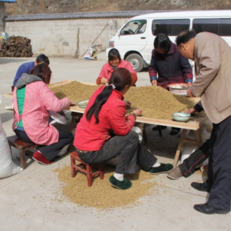 延胡索元胡中药材批发颗粒均匀饱满品质保证
