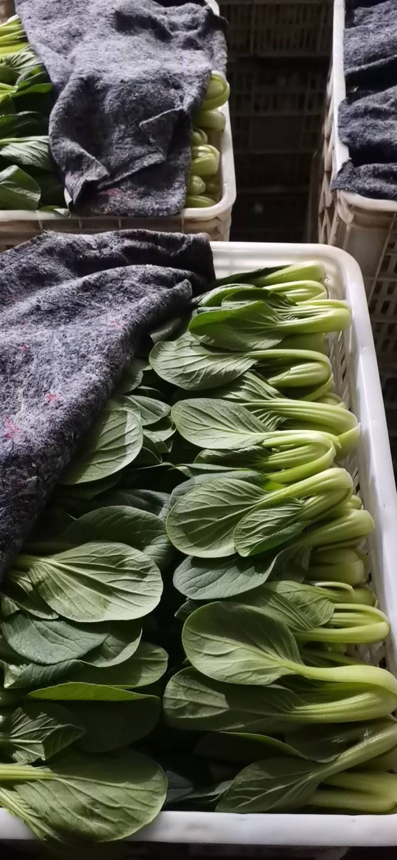 【推荐】精品上海青，品质保障，量大从优，欢迎老板洽谈合作