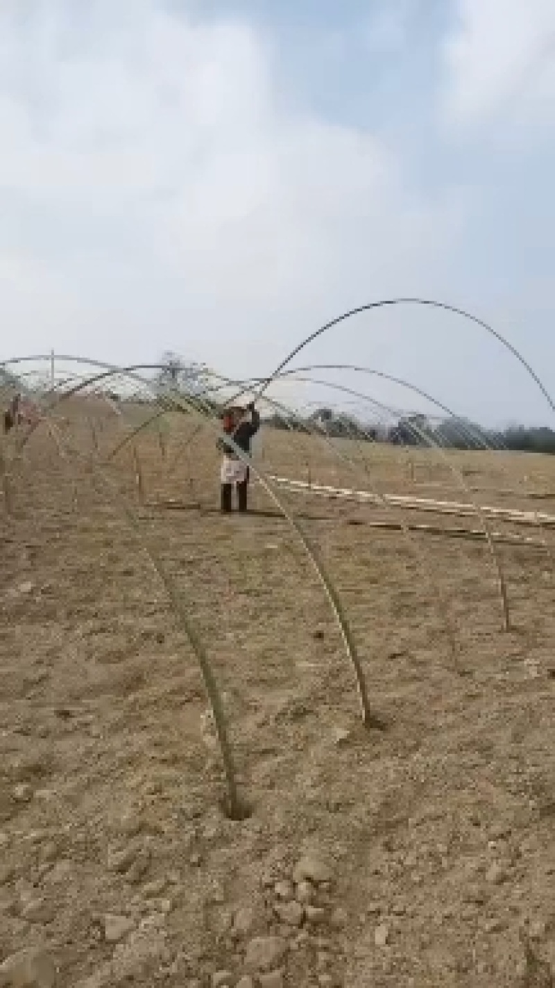 大棚竹片，西瓜大棚片，羊肚菌片，葡萄架片