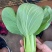 【精品】菏泽曹县奶白菜大量上市，产地直发，价格美丽，欢迎