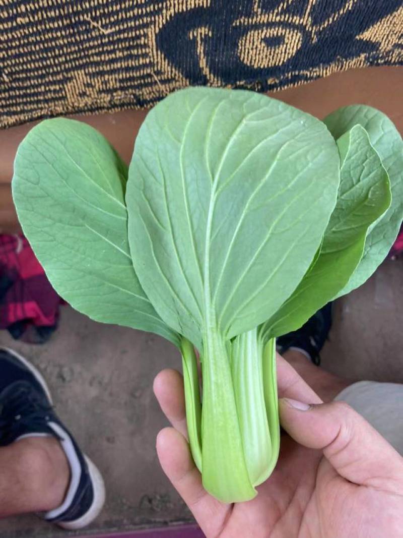 【精品】菏泽曹县奶白菜大量上市，产地直发，价格美丽，欢迎