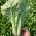 【精品】菏泽曹县奶白菜大量上市，产地直发，价格美丽，欢迎
