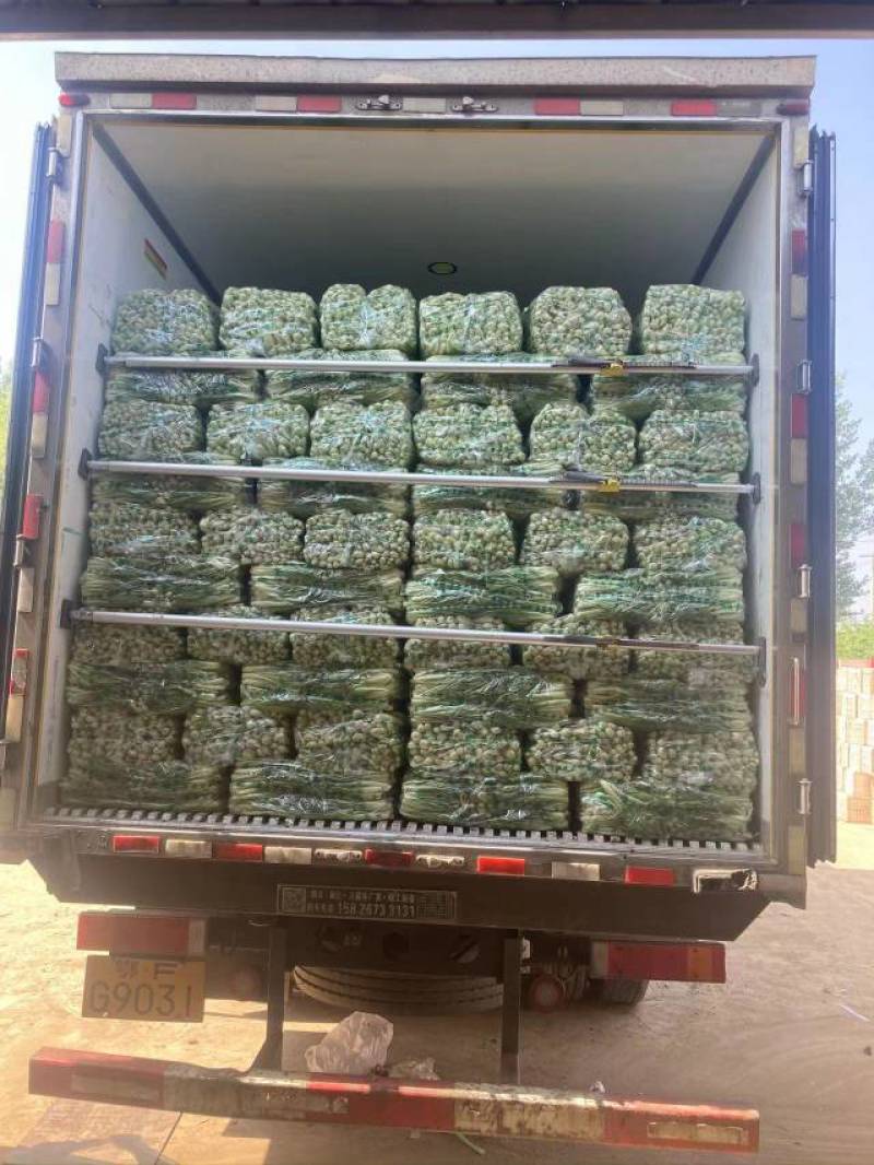 【精品】菏泽曹县奶白菜大量上市，产地直发，价格美丽，欢迎
