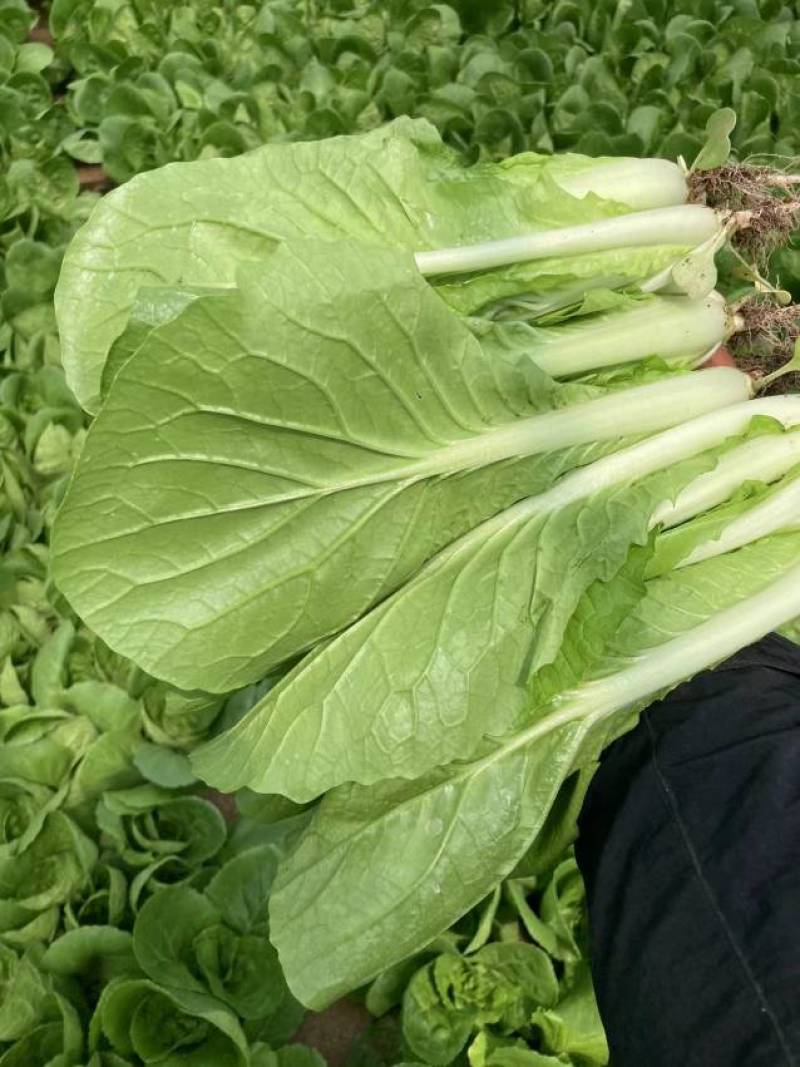【精品】菏泽曹县奶白菜大量上市，产地直发，价格美丽，欢迎
