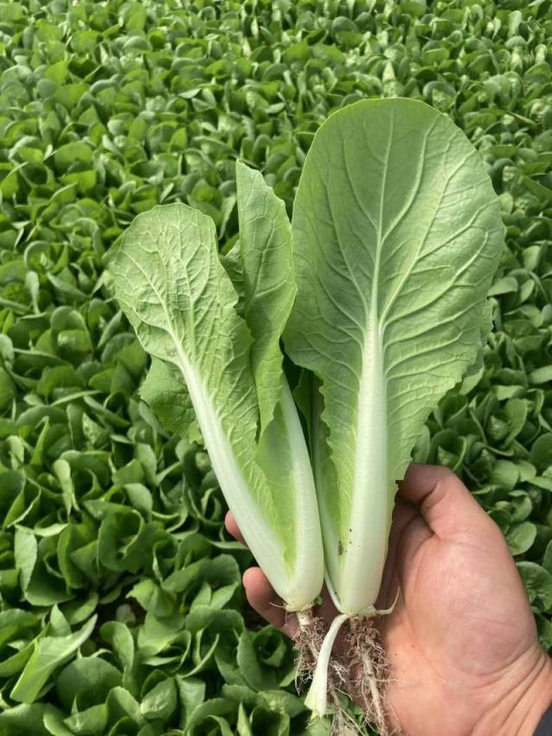 【精品】菏泽曹县奶白菜大量上市，产地直发，价格美丽，欢迎