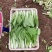 【精品】菏泽曹县奶白菜大量上市，产地直发，价格美丽，欢迎