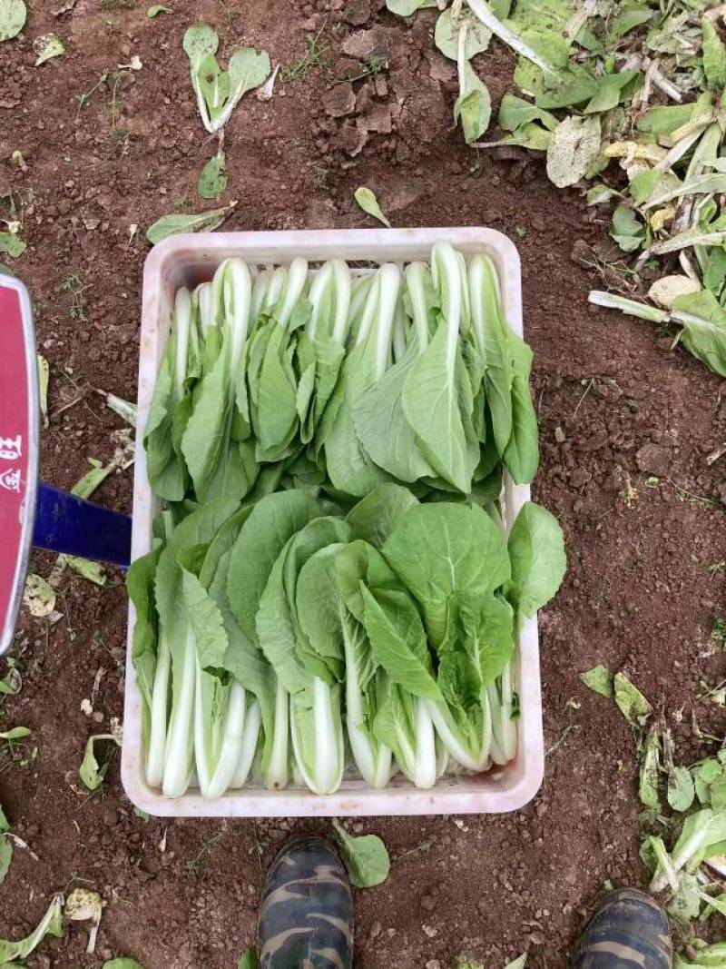 【精品】菏泽曹县奶白菜大量上市，产地直发，价格美丽，欢迎