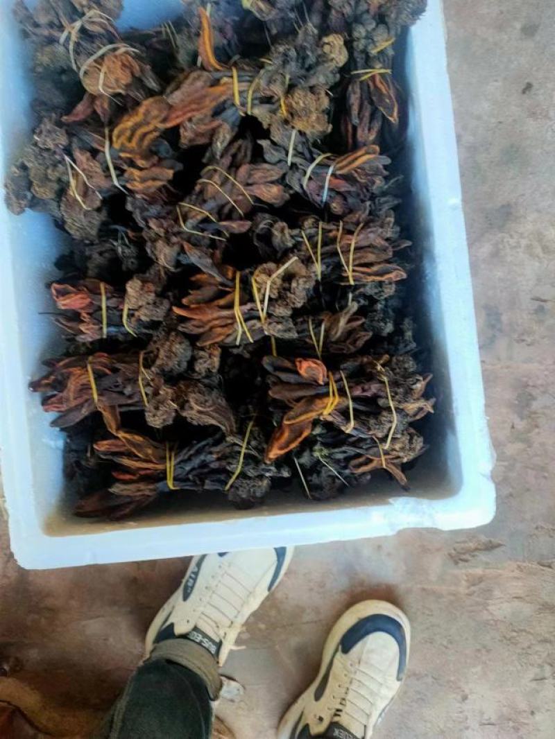 云南野生回春草无硫晒干烘干袋装散装定制包装