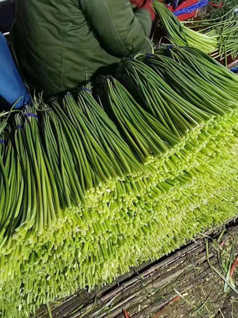 山东冷库蒜薹大量出库，，货源充足，全国发货