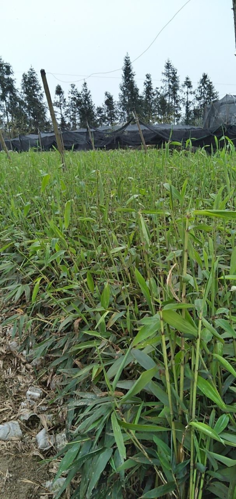 一年楠竹苗优质无纺布杯苗，苗子健壮根系发达成活率高