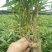 一年楠竹苗优质无纺布杯苗，苗子健壮根系发达成活率高