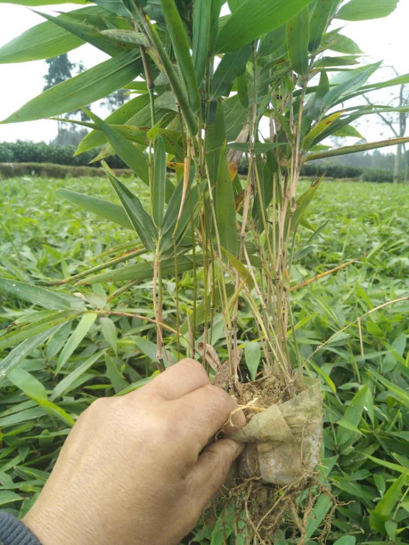 一年楠竹苗优质无纺布杯苗，苗子健壮根系发达成活率高