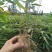 一年楠竹苗优质无纺布杯苗，苗子健壮根系发达成活率高