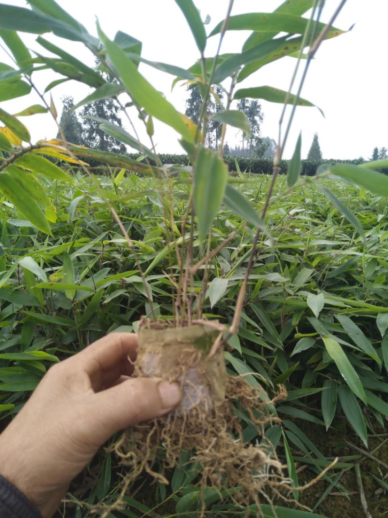 一年楠竹苗优质无纺布杯苗，苗子健壮根系发达成活率高