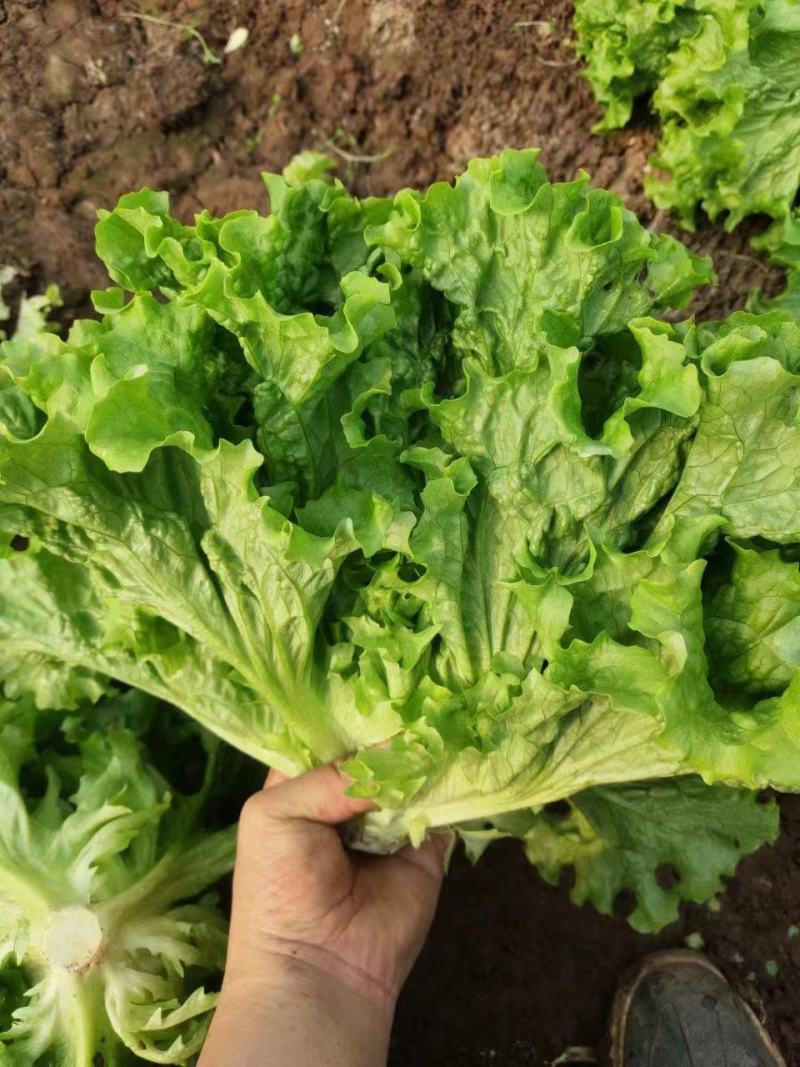 【特选】散叶生菜产地直发一手货源一条龙服务欢迎合