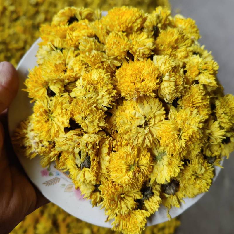 黄山贡菊花茶