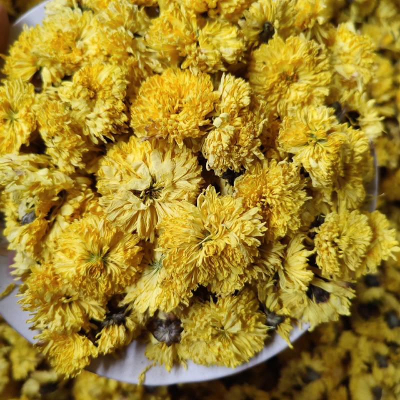黄山贡菊花茶