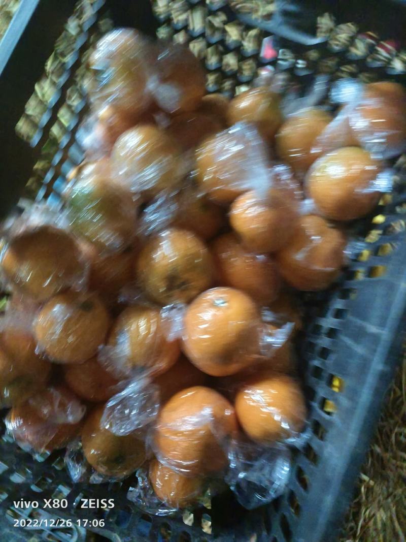 脐橙小果专业对接电商平台量大从优
