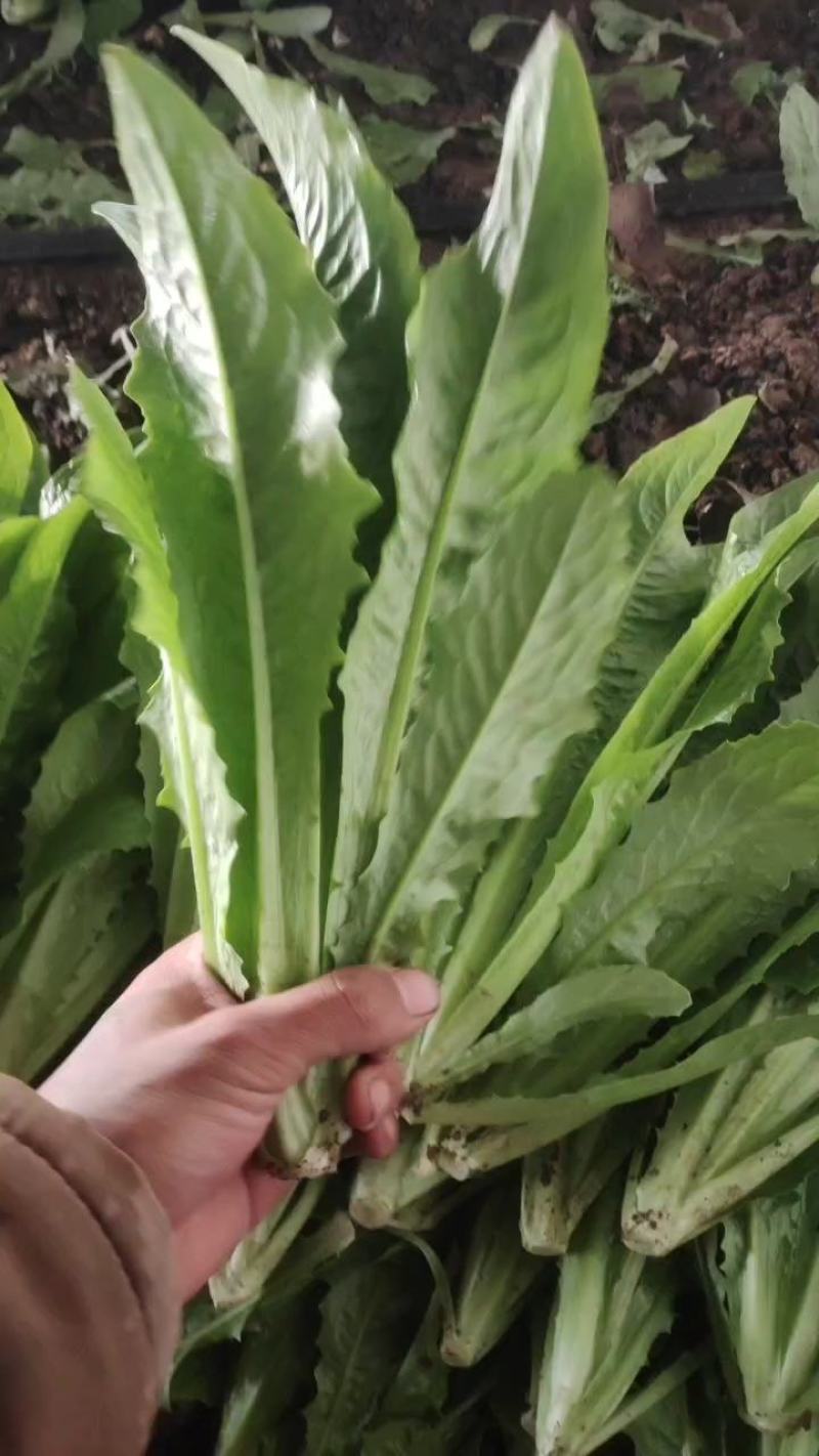 河北精品油麦菜，基地直供品质保证量大从优可对接商超