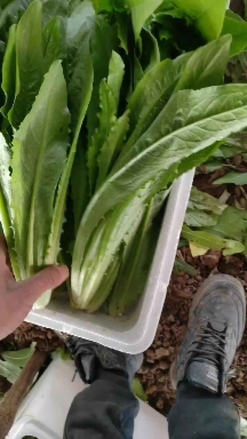河北精品油麦菜，基地直供品质保证量大从优可对接商超