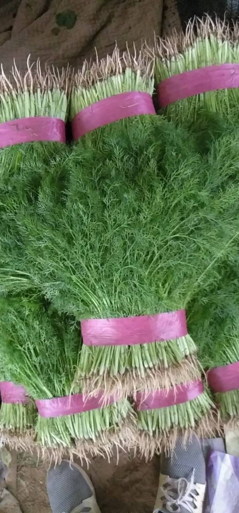 饶阳茴香特别鲜嫩，手工好，赚钱好货，诚信代发