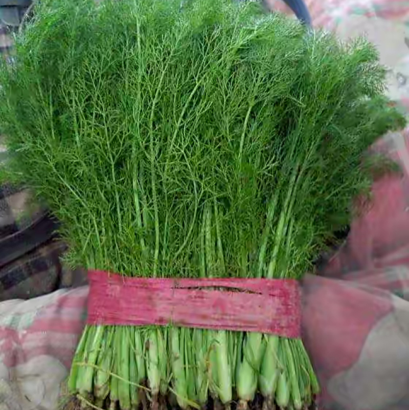 饶阳茴香特别鲜嫩，手工好，赚钱好货，诚信代发