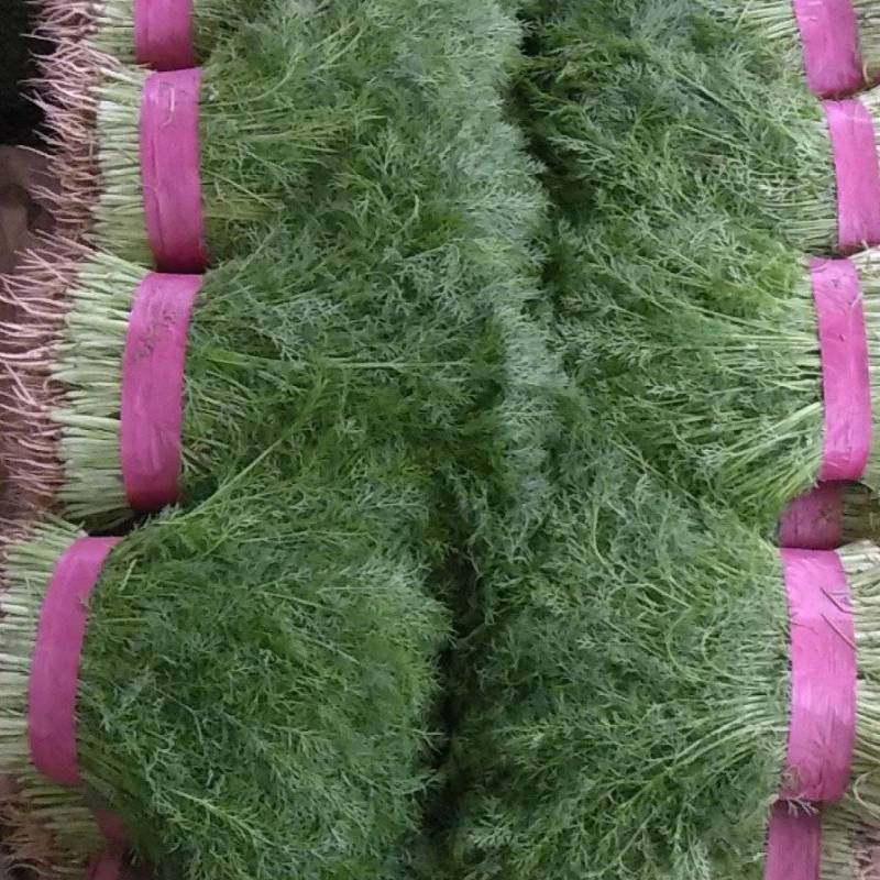 饶阳茴香特别鲜嫩，手工好，赚钱好货，诚信代发