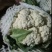 【精品菜花】河北邯郸菜花保质保量基地直供欢迎合作