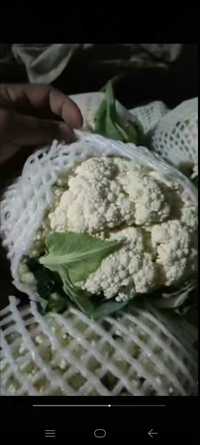 【精品菜花】河北邯郸菜花保质保量基地直供欢迎合作