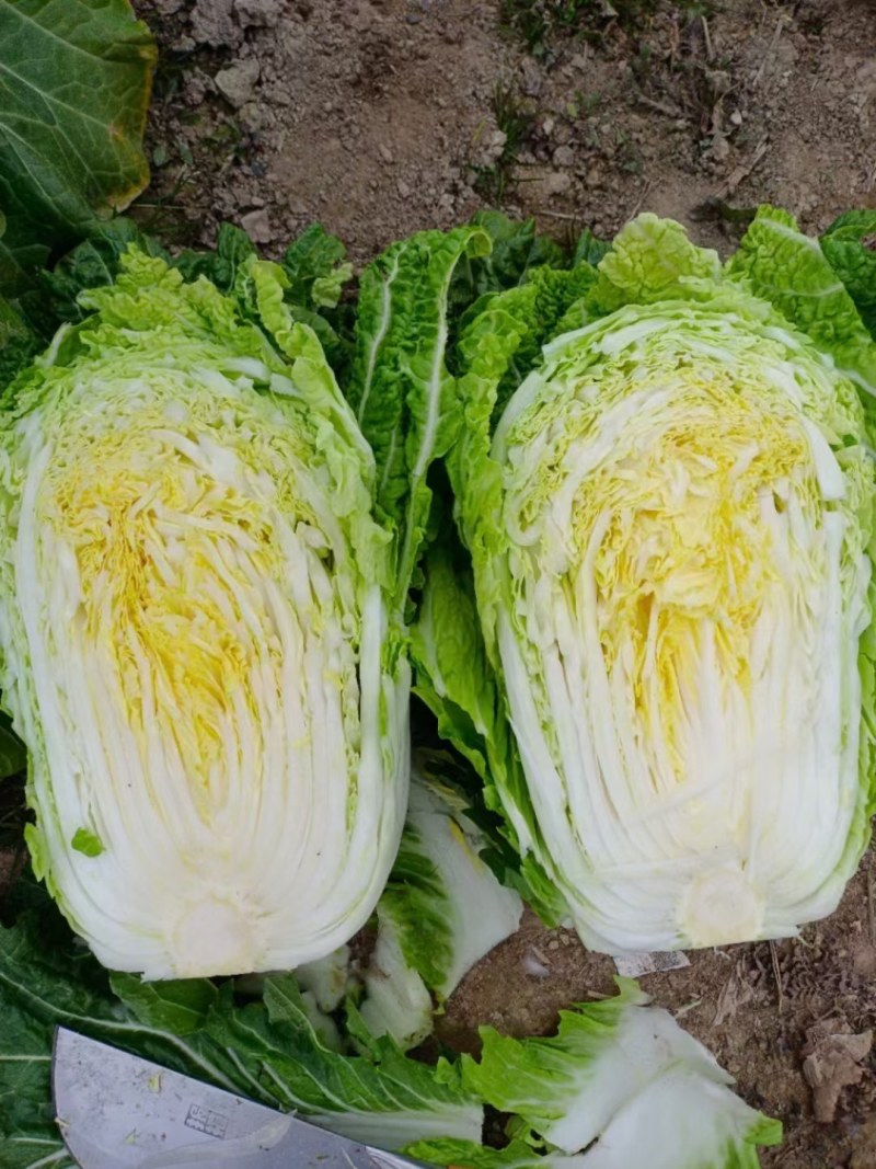 黄心大白菜，一手货源，质量保证，欢迎采购